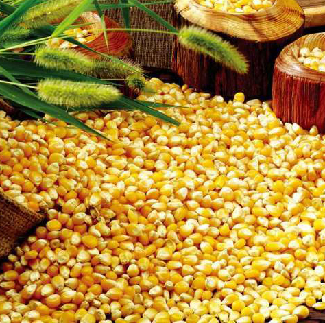 国产优等玉米